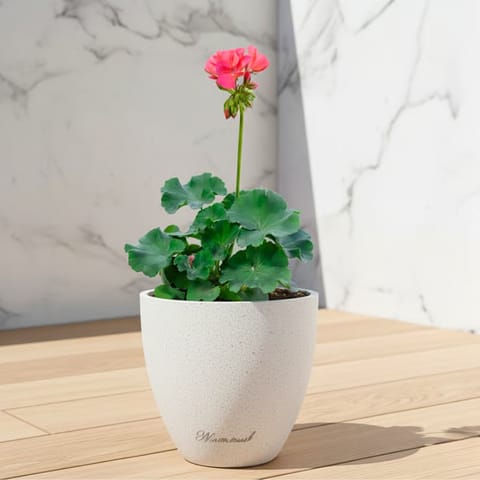 Geranium Pink ( ~ 1 Ft) in 08 X 08 Inch White Premium Convessa Fiberglass Planter