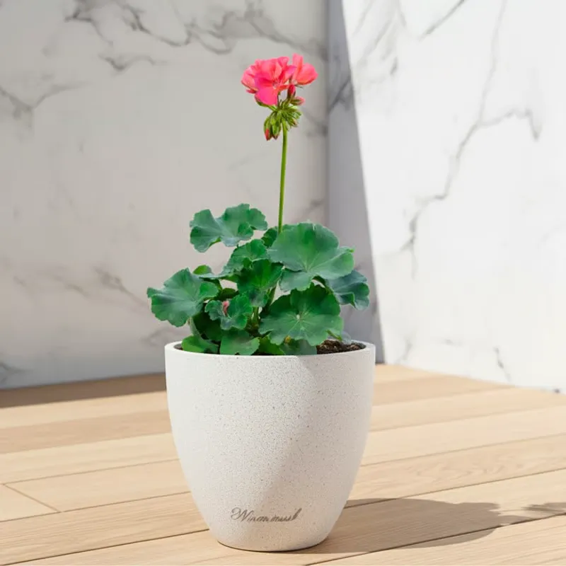 Geranium Pink ( ~ 1 Ft) in 08 X 08 Inch White Premium Convessa Fiberglass Planter