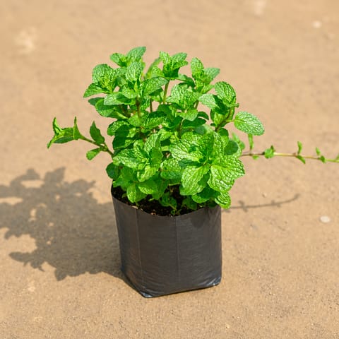 Mint / Pudina in 4 Inch Nursery bag