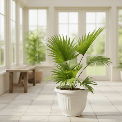 Air Purifying - China / Fan Palm in 8 Inch White Olive Plastic Pot