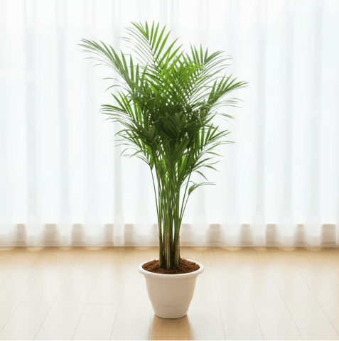 Areca Palm (~ 4 Ft) in 10 Inch Classy White Plastic Pot
