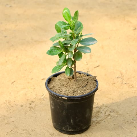 Ficus Long Island in 6 Inch Nursery Pot