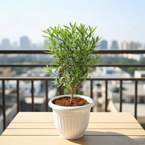Kaner / Oleander (Any Colour) in 10 Inch White Olive Plastic Pot