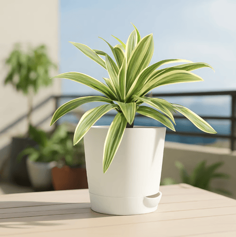 Song of India in 4 Inch White Florence Self Watering Pot