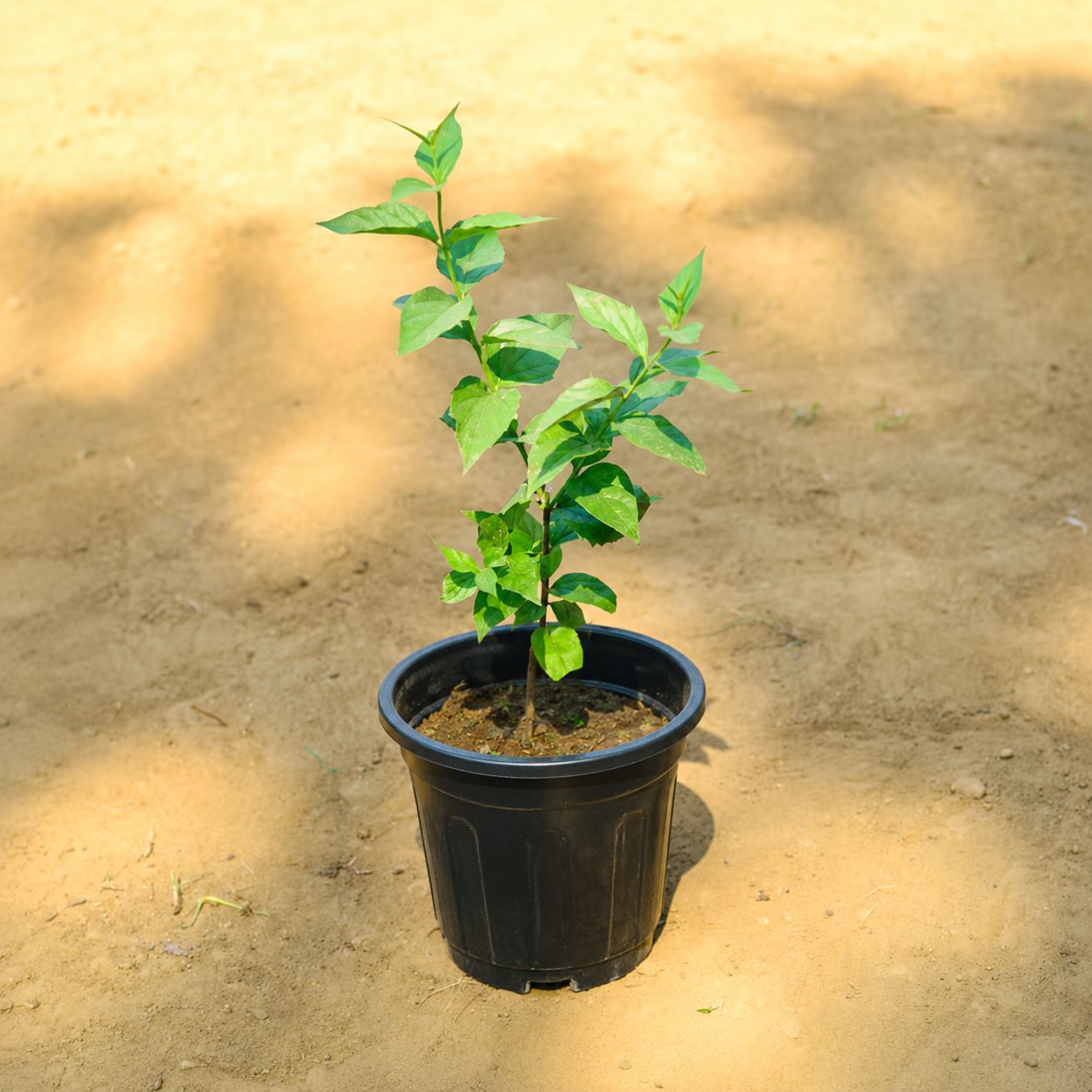 Harsingar / Parijaat in 6 Inch Nursery Pot
