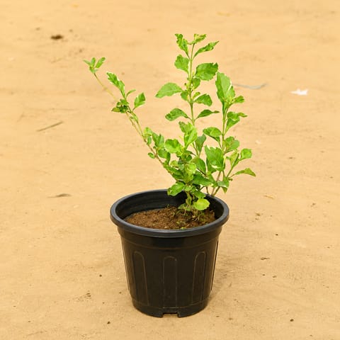 Duranta Green in 6 Inch Live Fresh Plant Nursery Pot in Sector 40