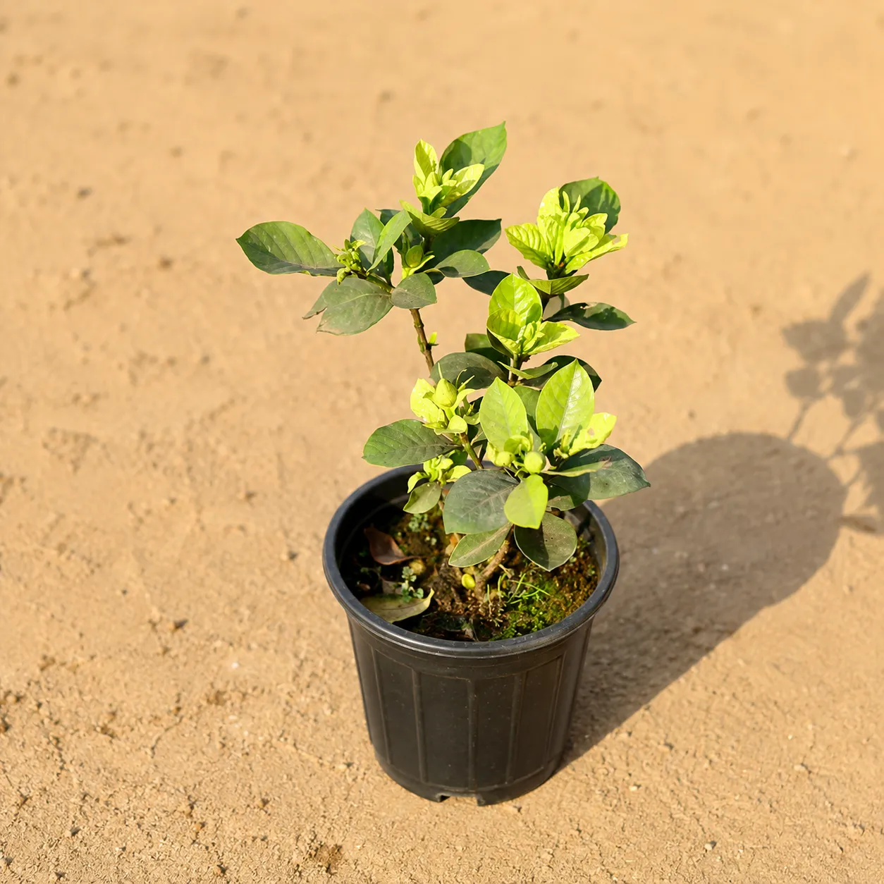 Gandhraaj / Gardenia (any colour) in 6 Inch Nursery Pot