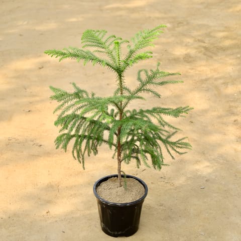 Araucaria / Christmas Tree (~ 4 FT) in 8 Inch Live Fresh Plant Nursery Pot in Bandra Mumbai