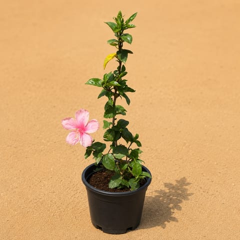 Hibuscus / Gudhal Pink in 6 Inch Live Fresh Plant Nursery Pot in Sector 90