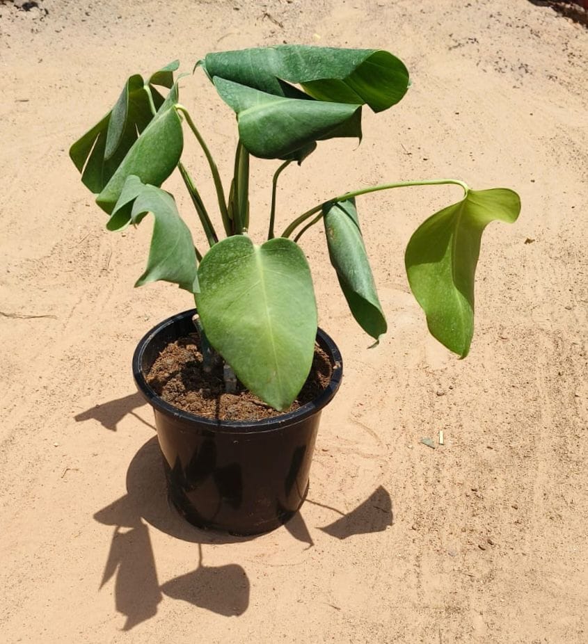 Monstera Deliciosa in 8 Inch Nursery Pot