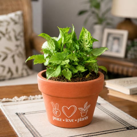 Syngonium Butterfly in 4 Inch Live Fresh Plant Peace Love Plants Premium Clay Terracotta Planter - in Premium Gifting Box in Sector 58