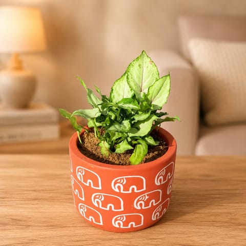 Syngonium Yammi in 4 Inch Gajraaj Premium Clay Terracotta Planter - in Premium Gifting Box