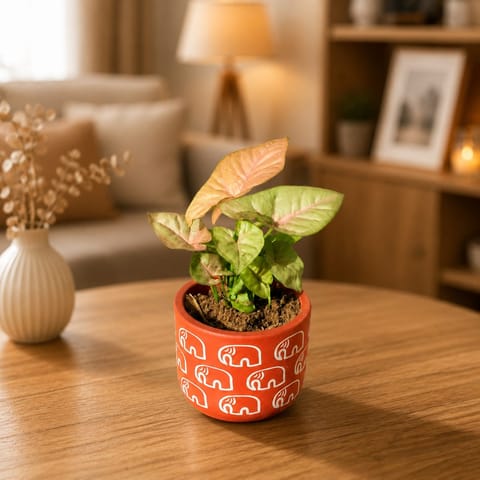 Syngonium Bronze Butterfly in 4 Inch Live Fresh Plant Handpainted Mandala Premium Clay Terracotta Planter - in Premium Gifting Box in Kurla Mumbai