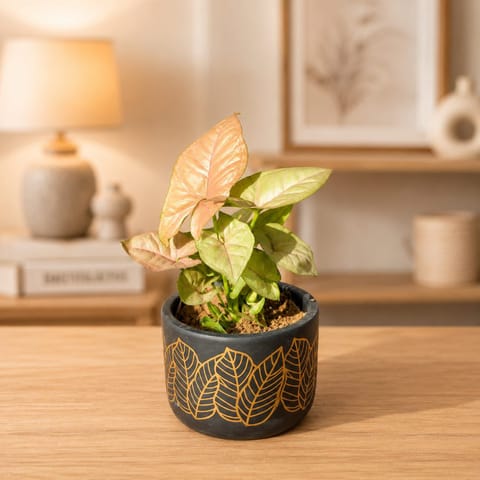 Syngonium Bronze Butterfly in 4 Inch Live Fresh Plant Golden Leaf Premium Clay Terracotta Planter - in Premium Gifting Box in Santacruz Mumbai