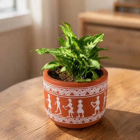 Syngonium Yammi in 4 Inch Live Fresh Plant Boho Warli Art Premium Clay Terracotta Planter - in Premium Gifting Box in Sector 12
