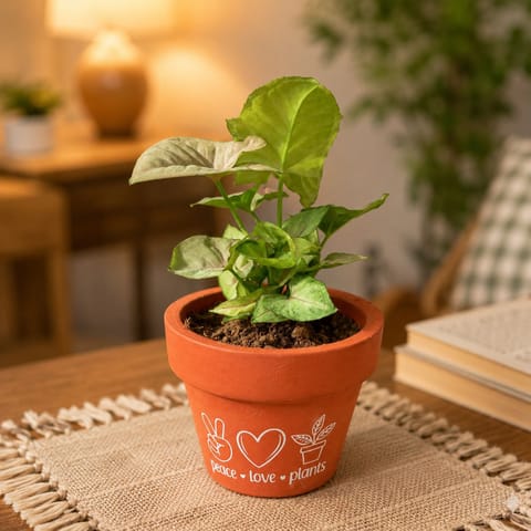 Syngonium Bronze Butterflly in 4 Inch Live Fresh Plant Peace Love Plants Premium Clay Terracotta Planter - in Premium Gifting Box in Okhla