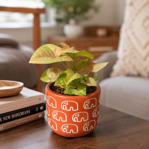 Syngonium Bronze Butterfly in 4 Inch Gajraaj Premium Clay Terracotta Planter - in Premium Gifting Box