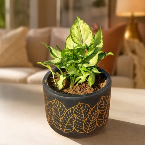 Syngonium Yammi in 4 Inch Golden Leaf Premium Clay Terracotta Planter - in Premium Gifting Box