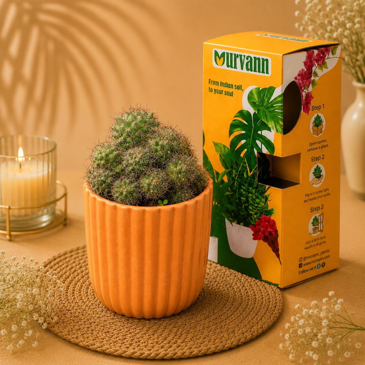 Mammillaria Glochidiata Cactus in 5 Inch Sand Beige Vine Ceramic Planter - in Premium Gifting Box