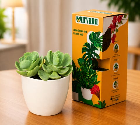 Echeveria Suncup Succulent in 4 Inch White Glossy Bloom Cup Ceramic Planter - in Premium Gifting Box