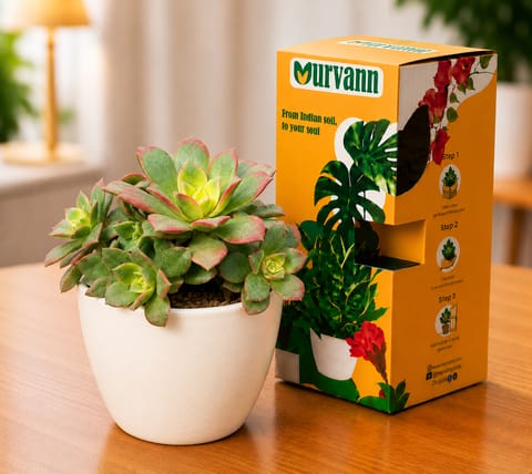 Echeveria Red Succulent in 4 Inch Live Fresh Plant White Glossy Bloom Cup Ceramic Planter - in Premium Gifting Box in Dlf Phase 3
