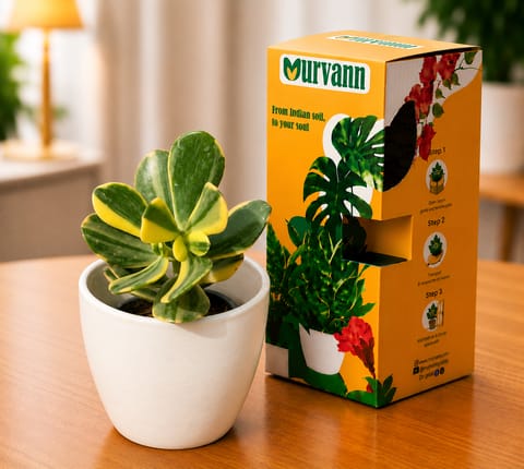 Crassula Variegated Succulent in 4 Inch White Glossy Bloom Cup Ceramic Planter - in Premium Gifting Box