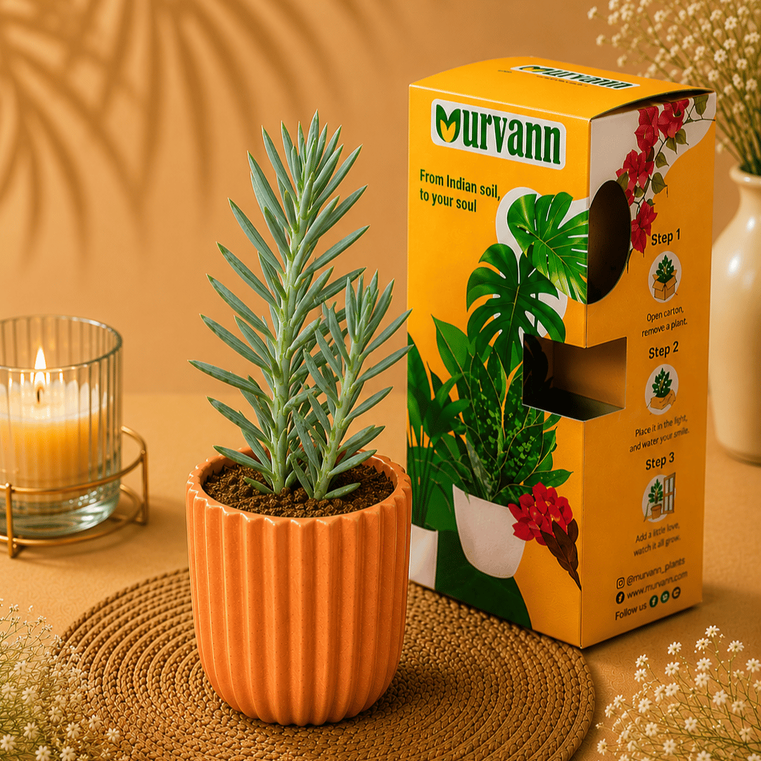 Curio Ficodes/ Repens succulent in 5 Inch Sand Beige Vine Ceramic Planter - in Premium Gifting Box