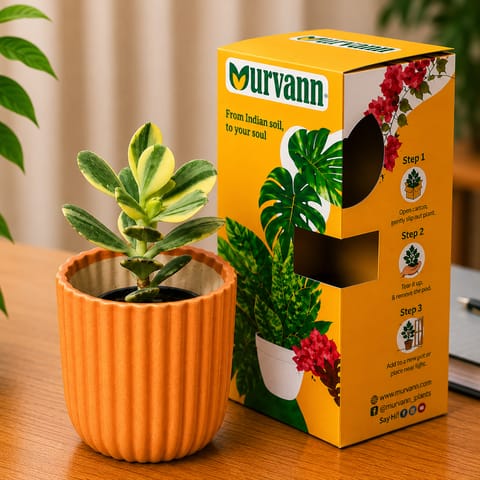 Crassula Variegated Succulent in 5 Inch Sand Beige Vine Ceramic Planter - in Premium Gifting Box