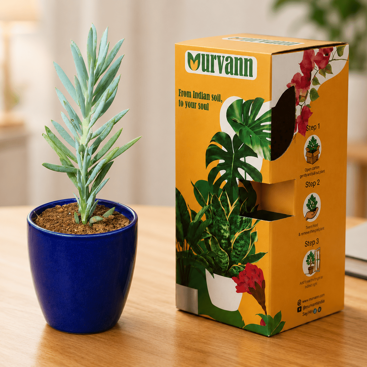 Curio Ficodes/ Repens succulent in 4 Inch Royal Blue Pixel Cup Ceramic Planter - in Premium Gifting Box