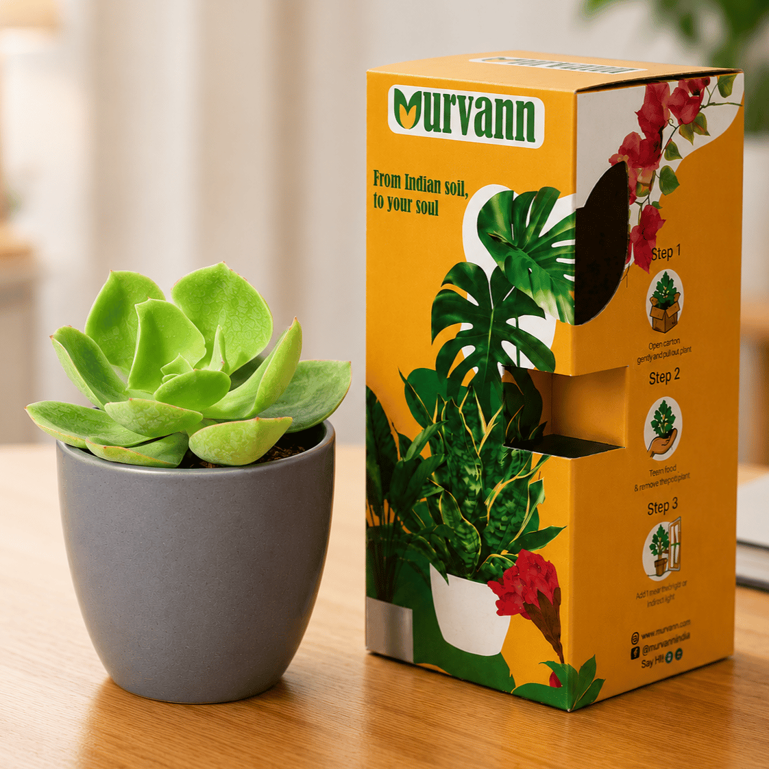 Echeveria Elegans Succulent in 4 Inch Grey Matt Pixel Cup Ceramic Planter - in Premium Gifting Box