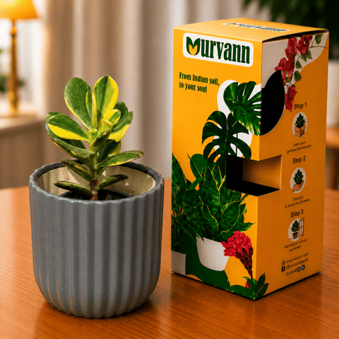 Crassula Variegated Succulent in 5 Inch Slate Grey Vine Ceramic Planter - in Premium Gifting Box