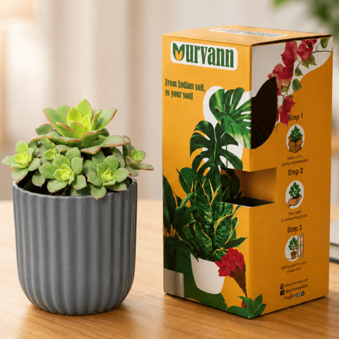 Echeveria Red Succulent in 5 Inch Live Fresh Plant Slate Grey Vine Ceramic Planter - in Premium Gifting Box in Sector 16