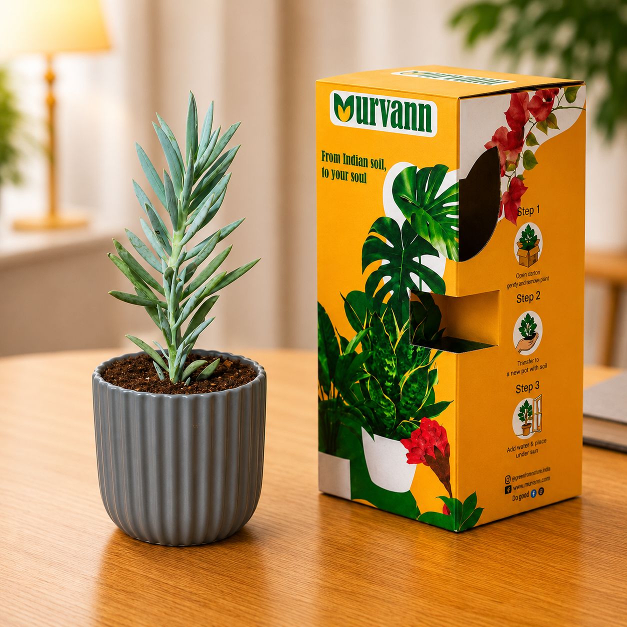 Curio Ficodes/Repens Succulent in 5 Inch Slate Grey Vine Ceramic Planter - in Premium Gifting Box