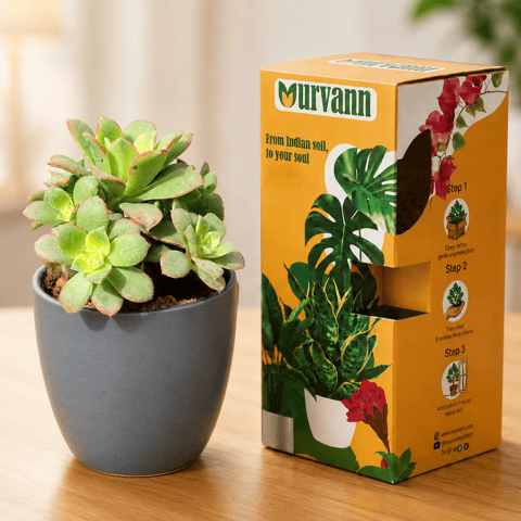 Echeveria Red Succulent in 4 Inch Live Fresh Plant Grey Matt Pixel Cup Ceramic Planter - in Premium Gifting Box in Sector 16