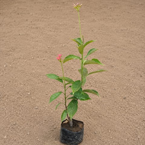 Jatropha / Sunder Rupa in 4 Inch Nursery Bag