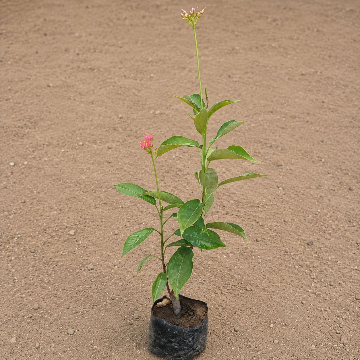 Jatropha / Sunder Rupa in 4 Inch Nursery Bag