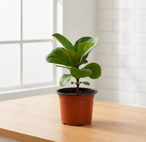 Fiddle Leaf in 4 Inch Nursery Pot