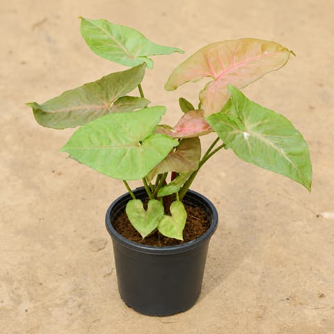Syngonium Pink in 4 Inch Nursery Pot