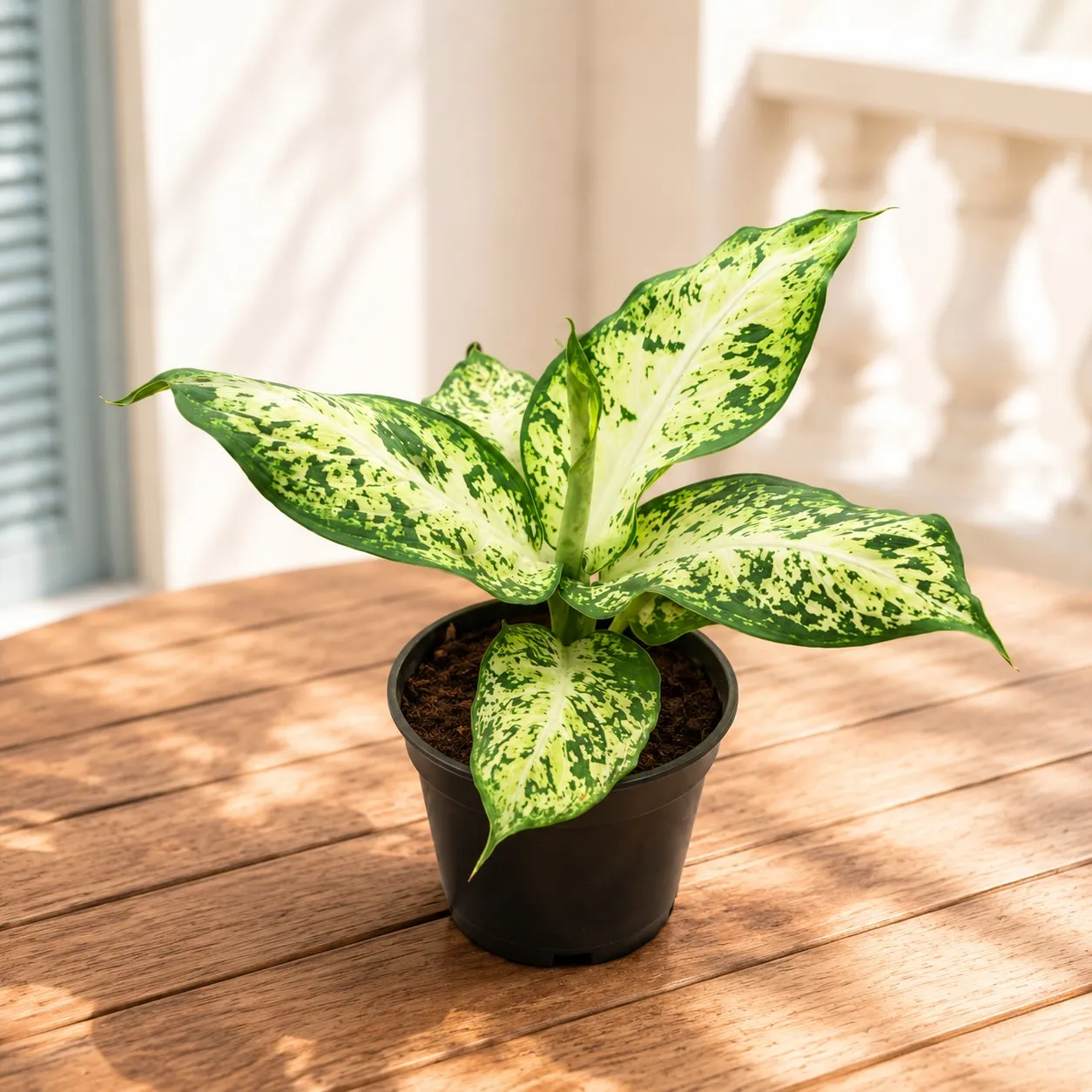 Aglaonema Snow White in 5 Inch Nursery Pot