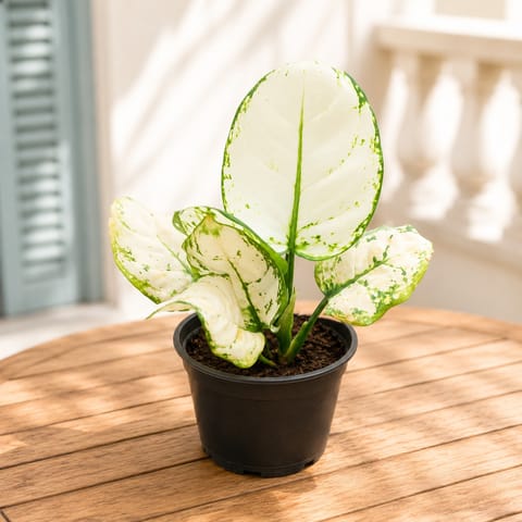 Aglaonema Ivory Whisper in 5 Inch Nursery Pot