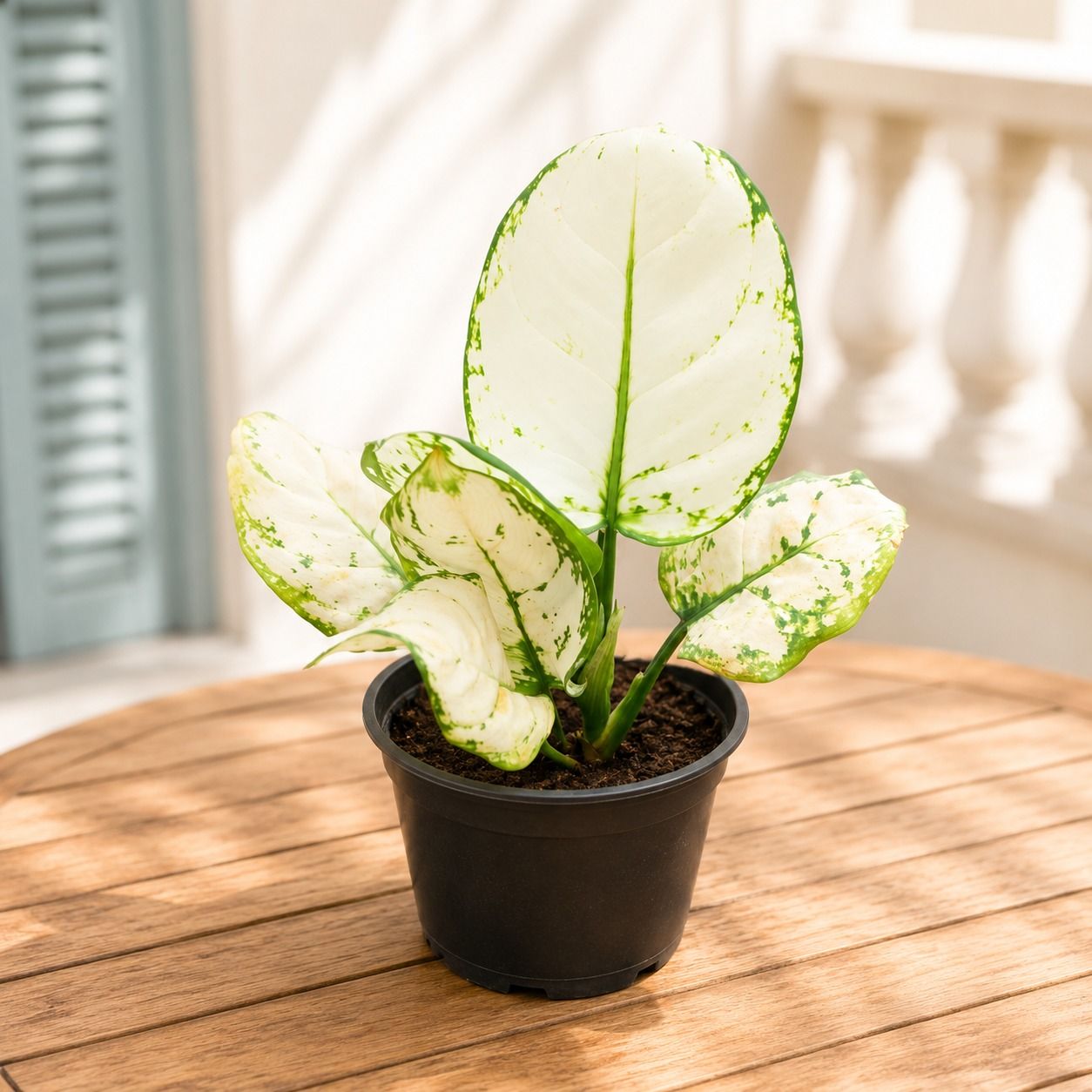 Aglaonema Ivory Whisper in 5 Inch Nursery Pot