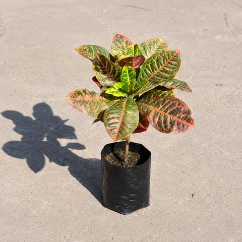 Croton Petra in 4 Inch Nursery  bag