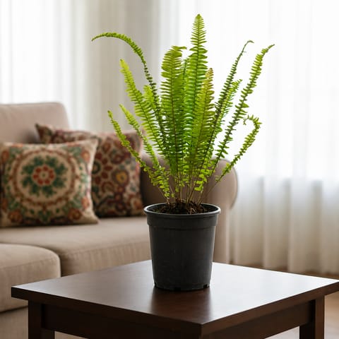 Boston Fern in 6 Inch Nursery Pot
