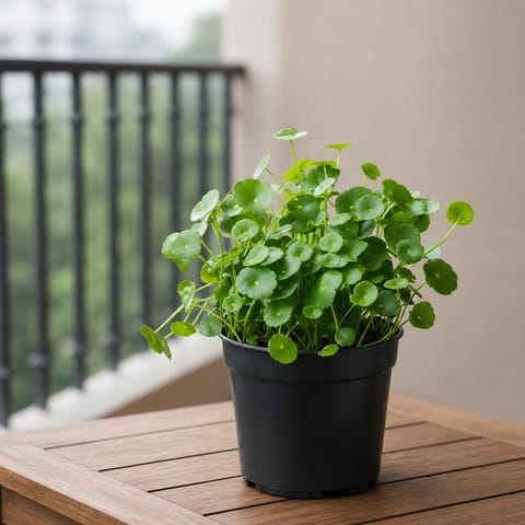 Brahmi Dollar / Pennywort in 4 Inch Nursery Pot