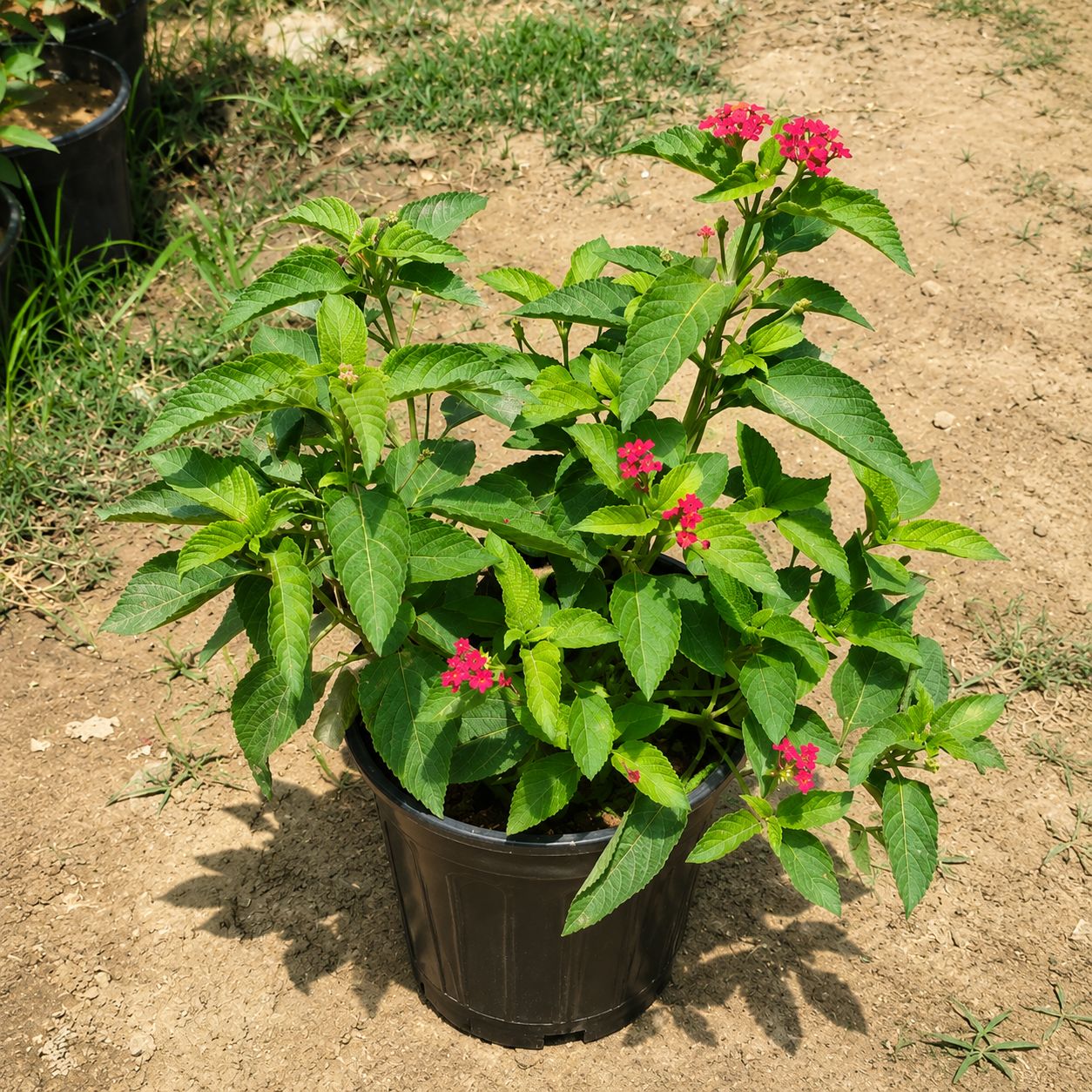 Laltena/Lantana in 5 Inch Nursery Pot
