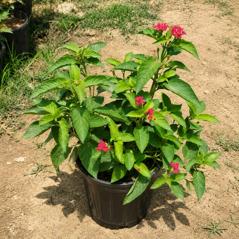 Laltena/Lantana in 5 Inch Nursery Pot