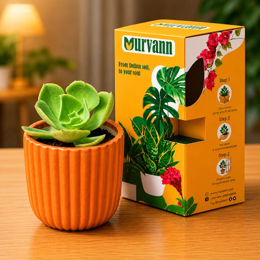 Echeveria Lotus Succulent in 5 inch Sand Beige Vine Ceramic Planter? - in Premium Gifting Box