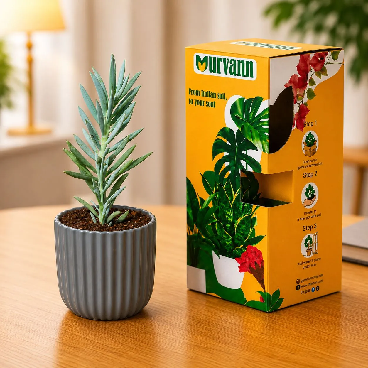 Curio Ficodes/Repens Succulent in 5 Inch Slate Grey Vine Ceramic Planter - in Premium Gifting Box