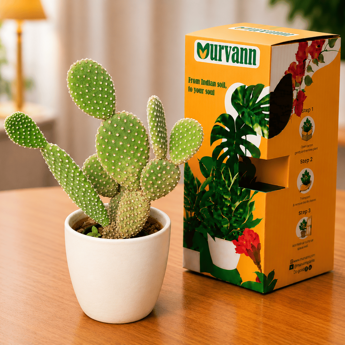 Bunny Ear Cactus in 4 Inch White Glossy Bloom Cup Ceramic Planter - in Premium Gifting Box