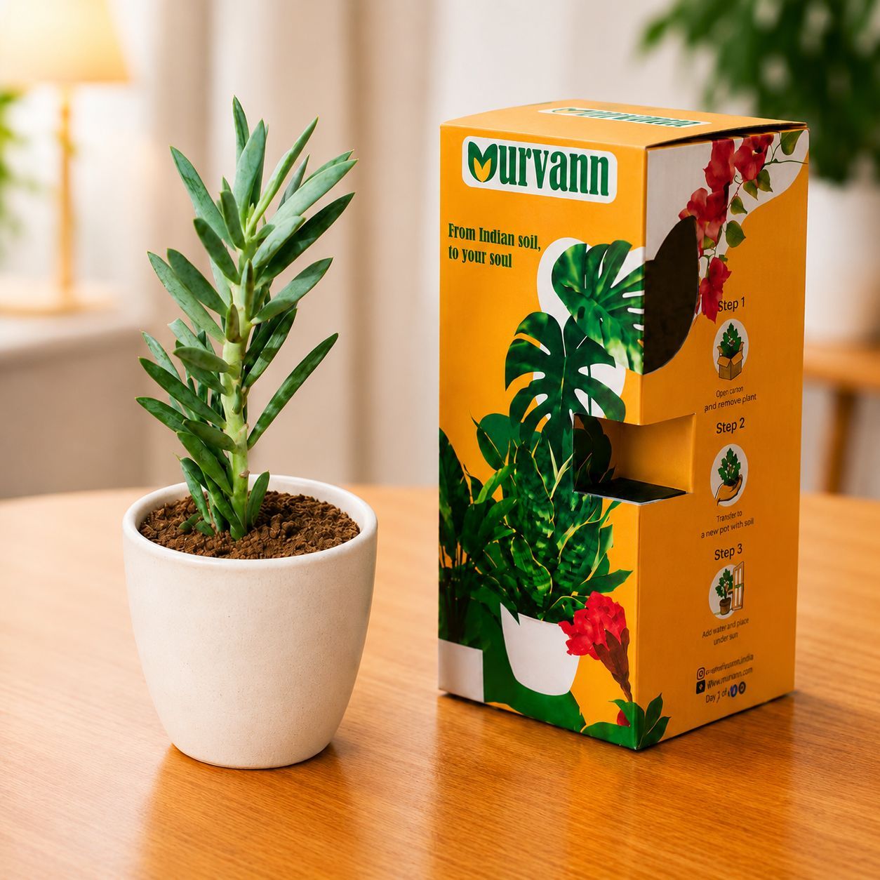 Curio Ficodes/Repens Succulent in 4 Inch White Glossy Bloom Cup Ceramic Planter - in Premium Gifting Box
